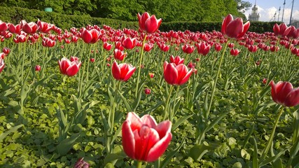 Lawn with red tulips in the city. Green background. Symbol of spring. Floral backdrop. Inspiration from nature. Flowers image for card. Slender elegant flowers. Gardening. Flowerbed in the garden.
