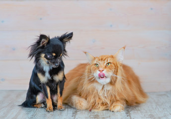 A long-haired mini-dog Chihuahua sits next to a Maine Coon red cat. Cat carnivorous licks