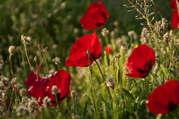 The Field Of Red Poppy In The Spring, Sunrise