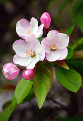 Fototapeta na wymiar Pink and white apple blossoms and buds on a branch in the spring