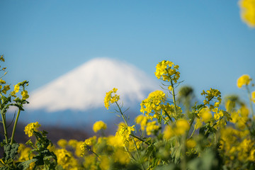 菜の花と富士山