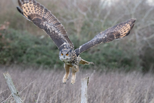 Eurasian Eagle Owl (Bubo bubo) photographed in a meadow in Gloucestershire, UK