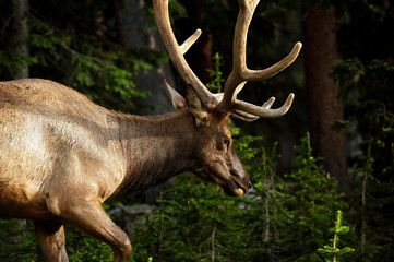 Naklejka na ściany i meble buck deer wild nature