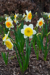 Yellow and orange narcissus daffodil flowers growing in the garden