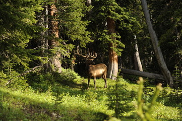buck deer wild nature