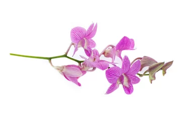 Fotobehang Orchidee roze orchidee bloemen geïsoleerd op een witte achtergrond