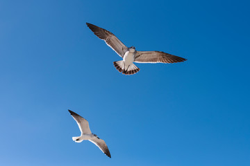 Obraz premium two seagulls flying in the deep blue sky