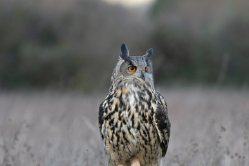 Eurasian Eagle Owl (Bubo bubo) photographed in a meadow in Gloucestershire, UK