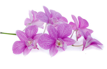 pink orchid flowers isolated on white background