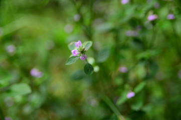 Close-Up Of Acanthaceae Flower, a Justicia Plant Against Blurred Background.