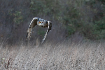 Eurasian Eagle Owl (Bubo bubo) photographed in a meadow in Gloucestershire, UK