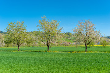 Landscape with flowering fruit trees near Ortenberg