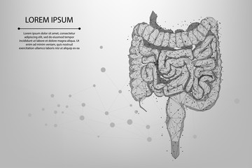 Abstract meah line and point polygonal intestines. Scanning, research and diagnosis of the human intestines. Low poly wireframe vector illustration