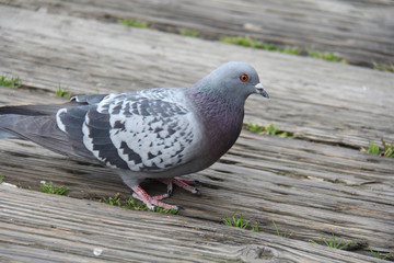 pigeon on the pier