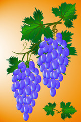 Obraz premium Images of a vine with tasty and sweet grapes, bunches of grapes with foliage.