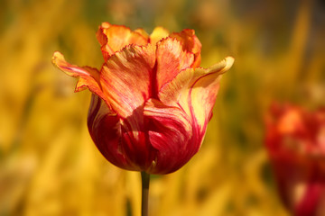 Red, yellow & orange tulip flower head against a yellow background. Striking colours of Autumn, Norway.