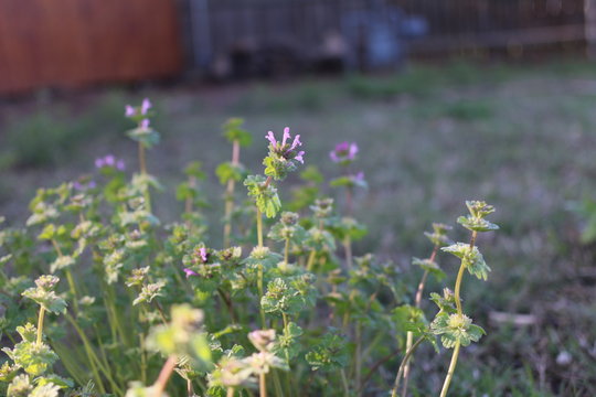 Purple Weed