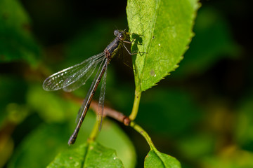 pond spreadwing damselfly