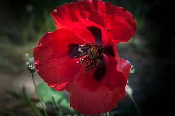 The Red Poppy Flower, Closeup, Sunrise