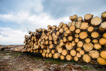 wooden logs provision