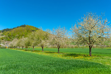 Landscape with flowering fruit trees near Ortenberg