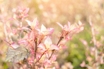 blurred colorful flowers in a field on a beautiful nature background.Happy new day concept: