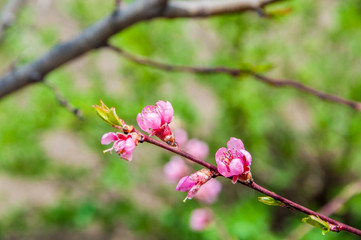  peach blossom in spring. pink petals on a natural background. flower of a young plant