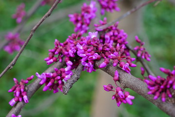 A redbud, or cercis, tree with pink flowers in spring