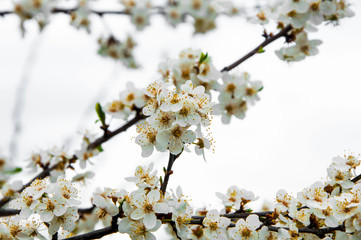 cherry blossom in spring. white flowers on a natural background