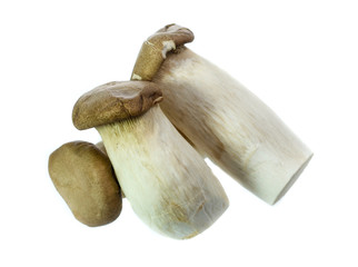 King Oyster mushrooms isolated on white background