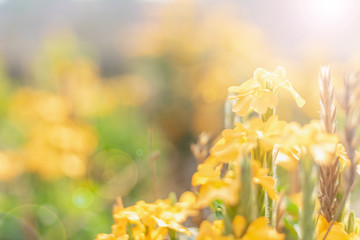 Stunning yellow flower autumn sunrise with sunlight background. Happy new day concept: