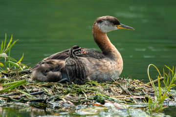 red-necked grebe with chick