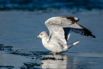 ring-billed gull breaks through thin ice
