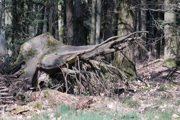 Fototapeta na wymiar Entwurzelter Baum im Wald