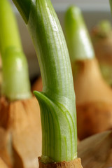Fototapeta premium Beautiful fresh spring onion makro close-up on natural background.