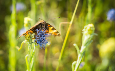 motyl