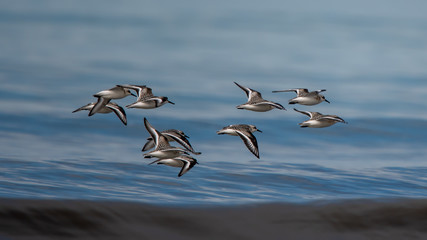 sanderlings in flight