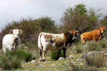 Cow in Spanish mountain landscape in the area between Toledo and Avila, Spain