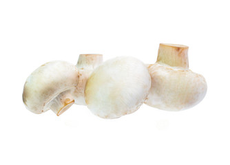Mushroom champignon isolated on white background