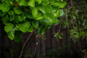 Leaf water droplet