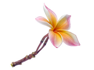 Frangipani, Pumeria, Frangipanni, isolated on white background