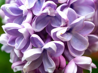 close-up of pale purple lilac flowers in the spring