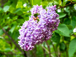 pale purple lilac flowers in the spring