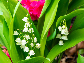 close view of lily of the valley with pink azalea in May