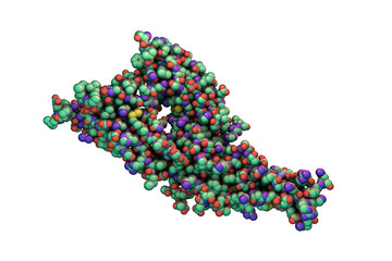Hantavirus glycoprotein Gc, the molecule which forms surface spikes of the virus