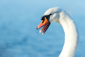 head of a beautiful white swan on the lake