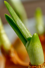 Obraz na płótnie Canvas Beautiful fresh spring onion makro close-up on natural background.