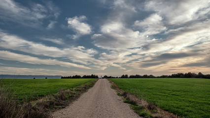Paisajes con algunos árboles y campos de cultivo verdes