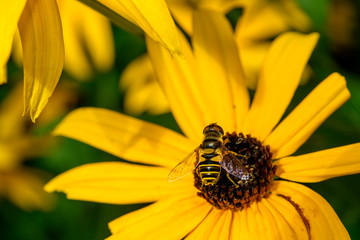 hover fly - a syrphid fly - mimicking a wasp