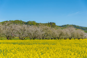 Rape field in front of blooming fruit trees near Ortenberg